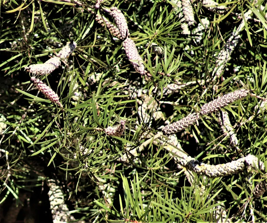 callistemon rigidus plant showing characteristic features
