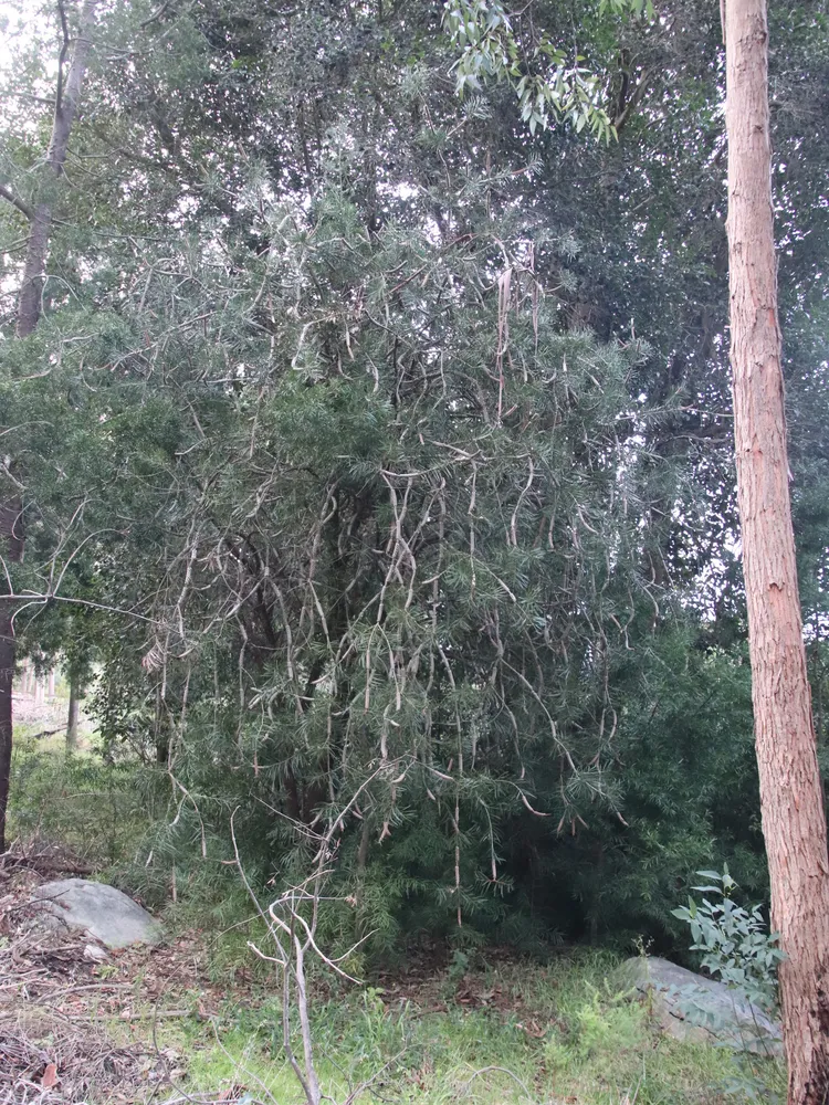 callistemon rigidus plant showing characteristic features