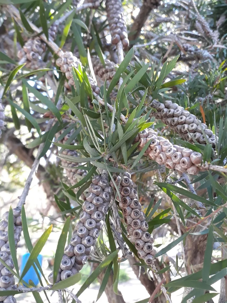 callistemon rigidus plant showing characteristic features