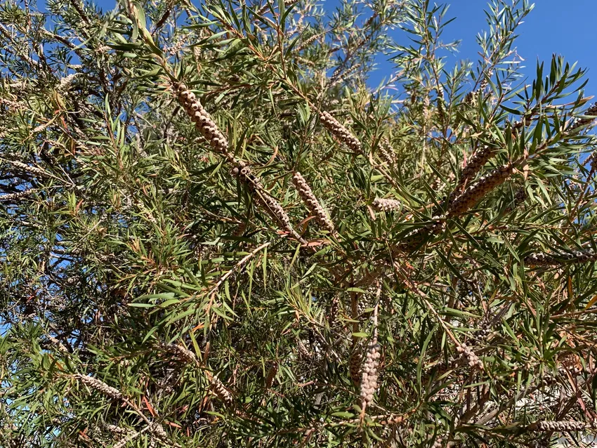 callistemon rigidus plant showing characteristic features