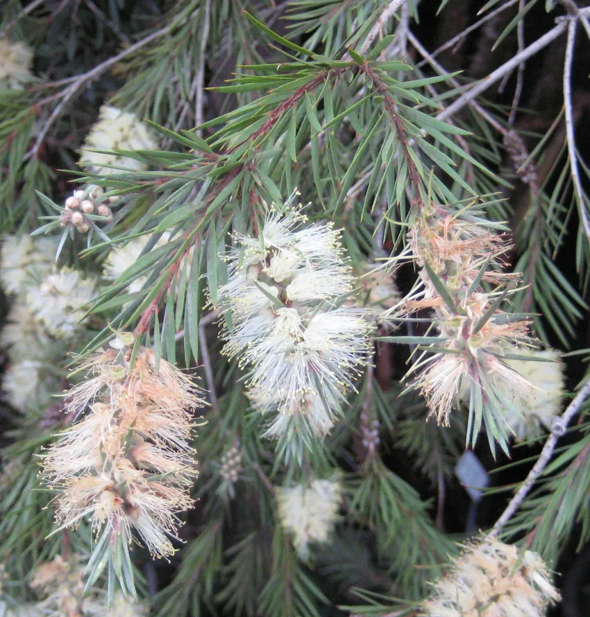 callistemon salignus plant showing characteristic features