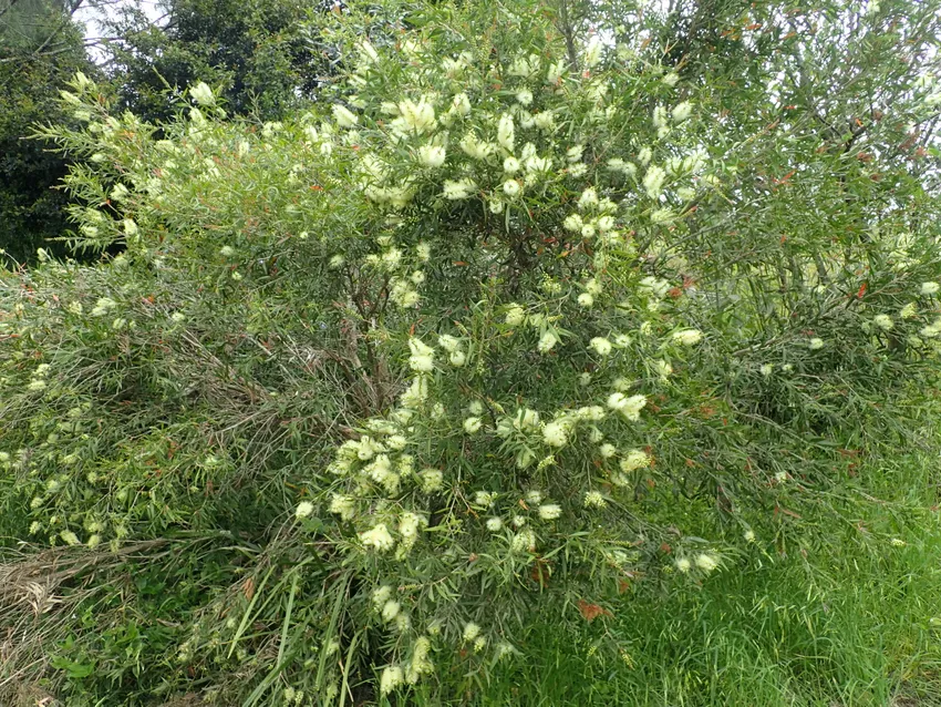 callistemon salignus plant showing characteristic features