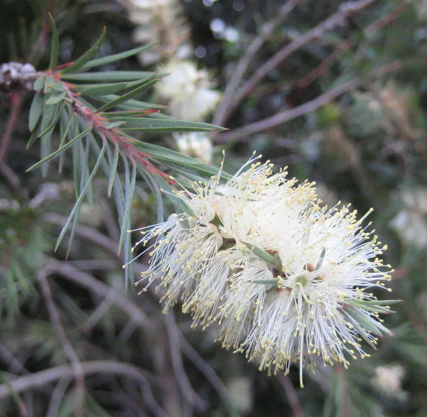 callistemon salignus plant showing characteristic features
