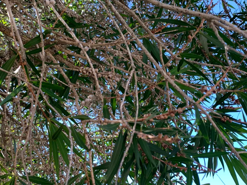 callistemon salignus plant showing characteristic features