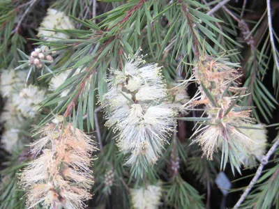 thumbnail callistemon salignus