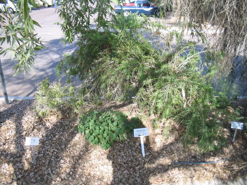 callistemon viminalis plant showing characteristic features