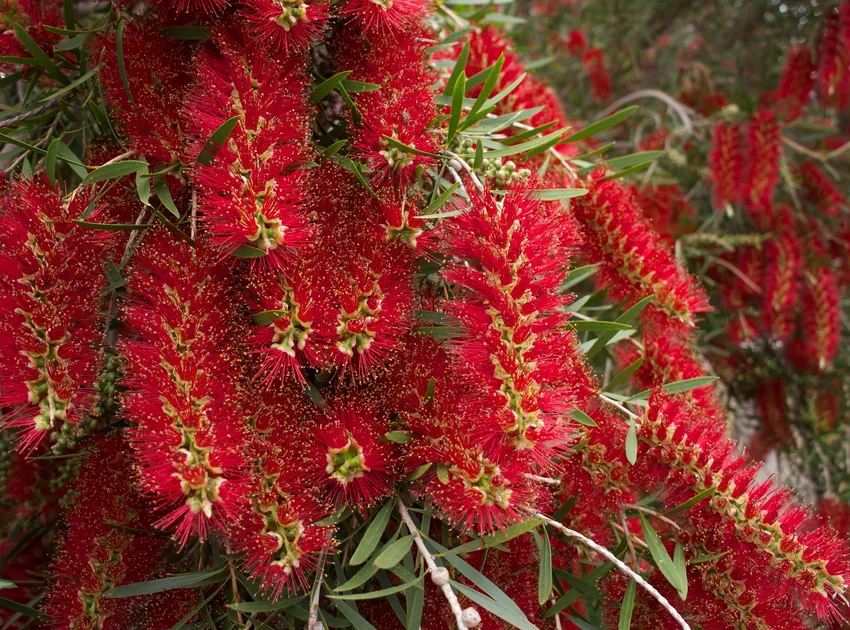 callistemon viminalis plant showing characteristic features