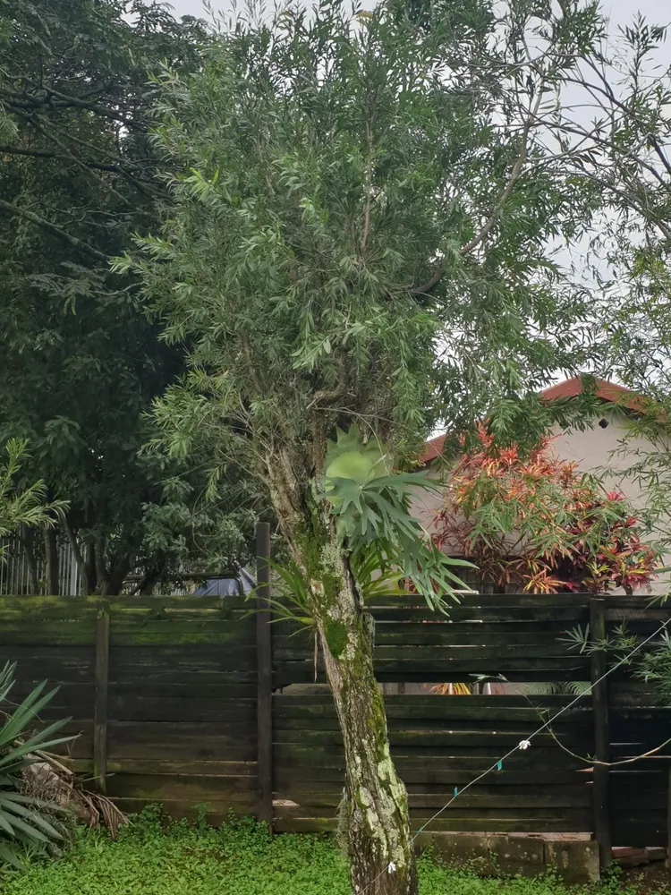 callistemon viminalis plant showing characteristic features