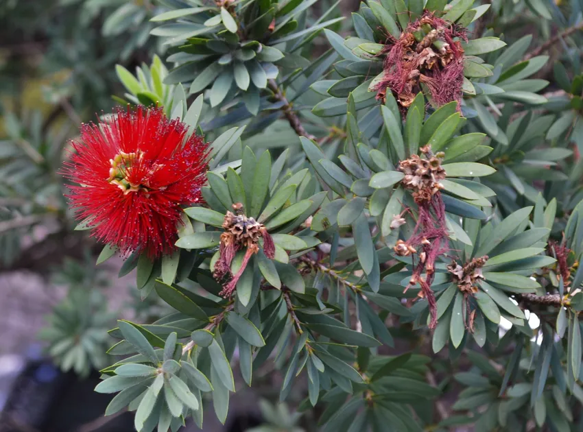 callistemon viminalis plant showing characteristic features