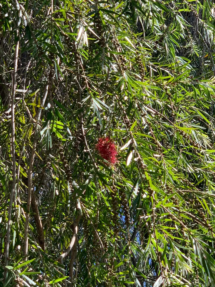 callistemon viminalis plant showing characteristic features