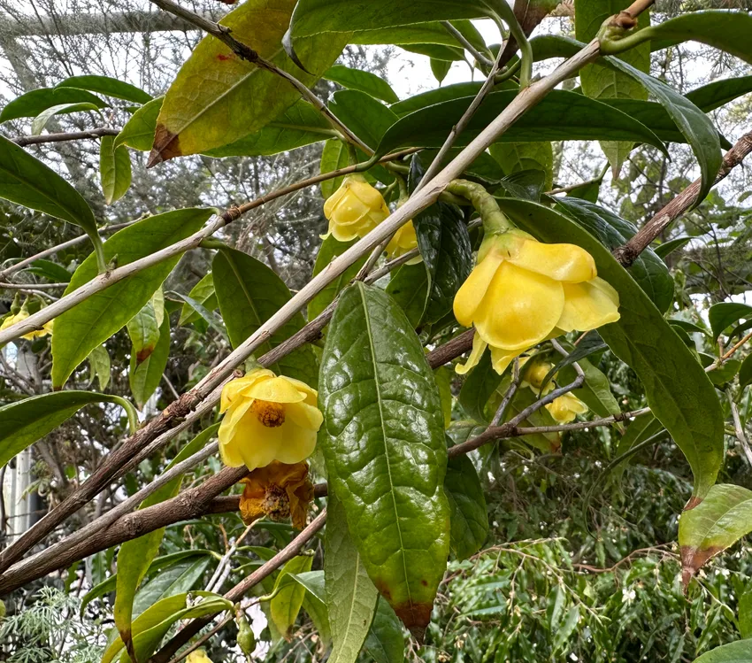 camellia chrysantha plant showing characteristic features
