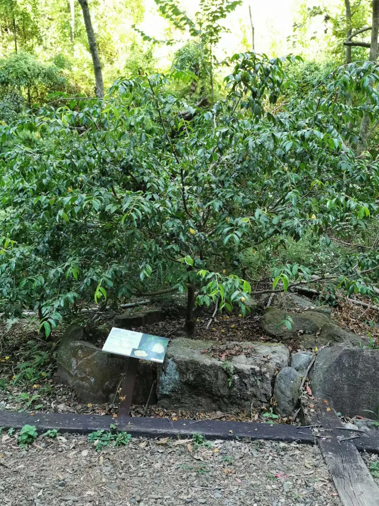 camellia chrysantha plant showing characteristic features