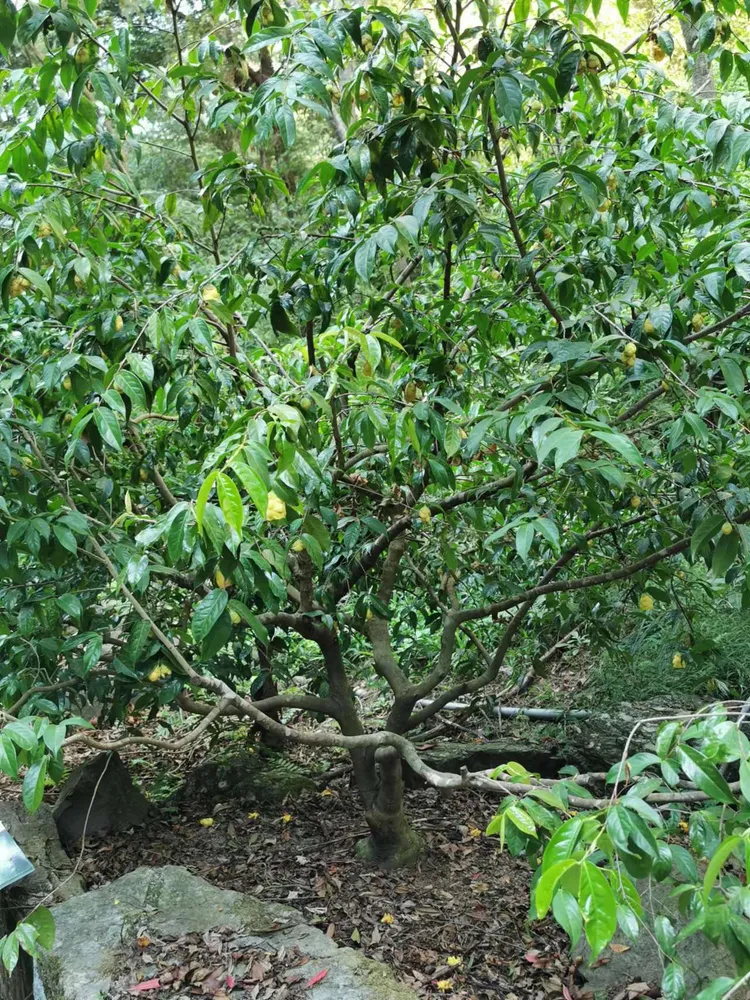camellia chrysantha plant showing characteristic features
