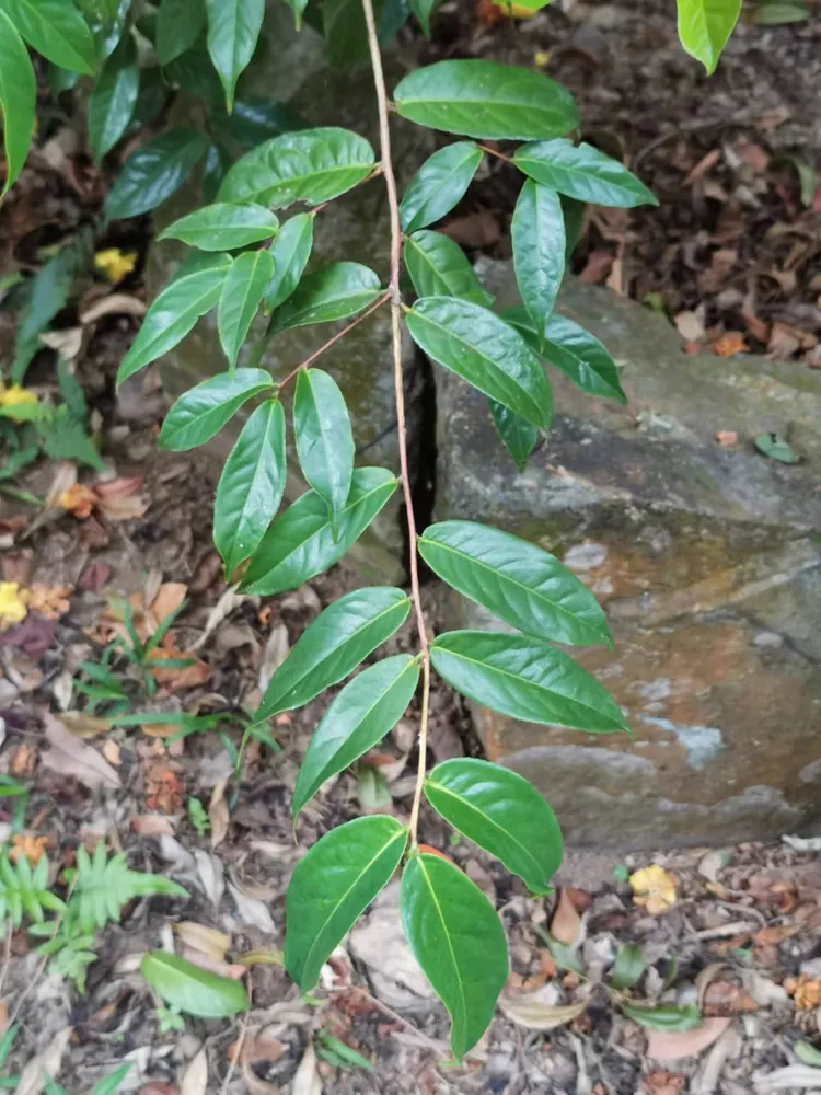 camellia chrysantha plant showing characteristic features