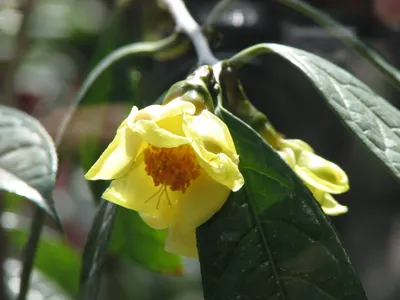 thumbnail camellia chrysantha
