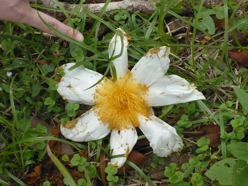 camellia granthamiana plant showing characteristic features