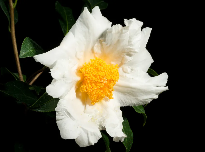 camellia granthamiana plant showing characteristic features