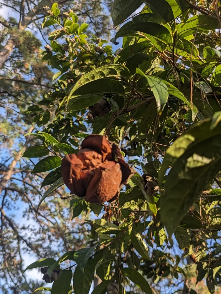 camellia granthamiana plant showing characteristic features