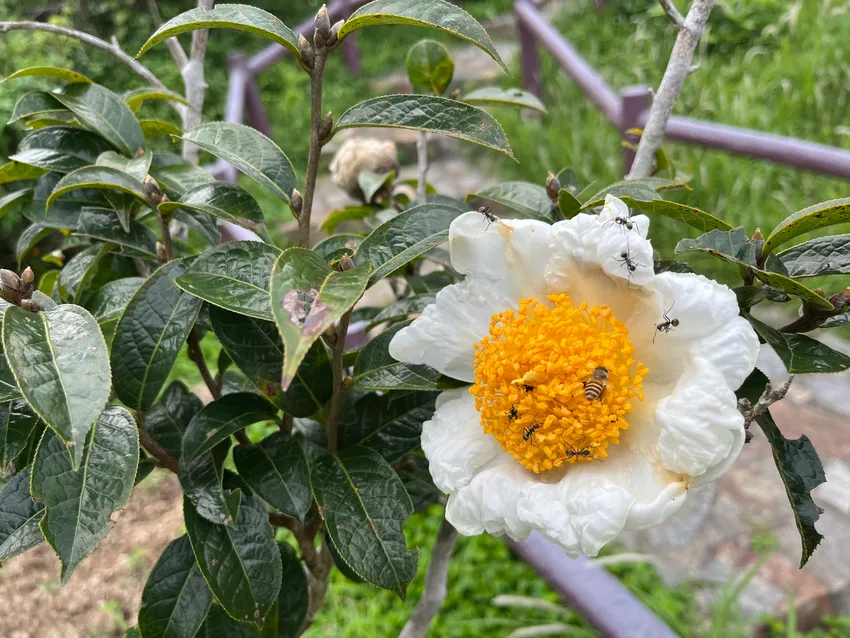 camellia granthamiana plant showing characteristic features