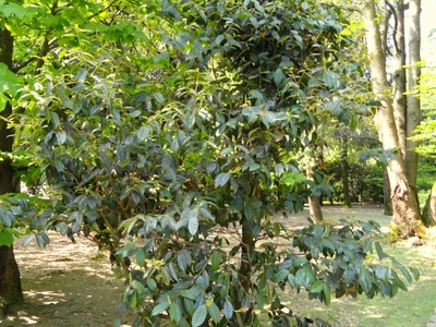 thumbnail camellia granthamiana