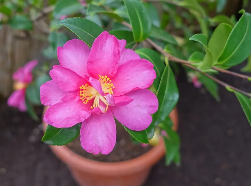 camellia hiemalis plant showing characteristic features
