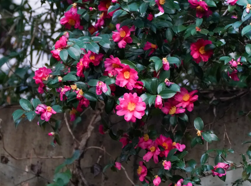 camellia hiemalis plant showing characteristic features