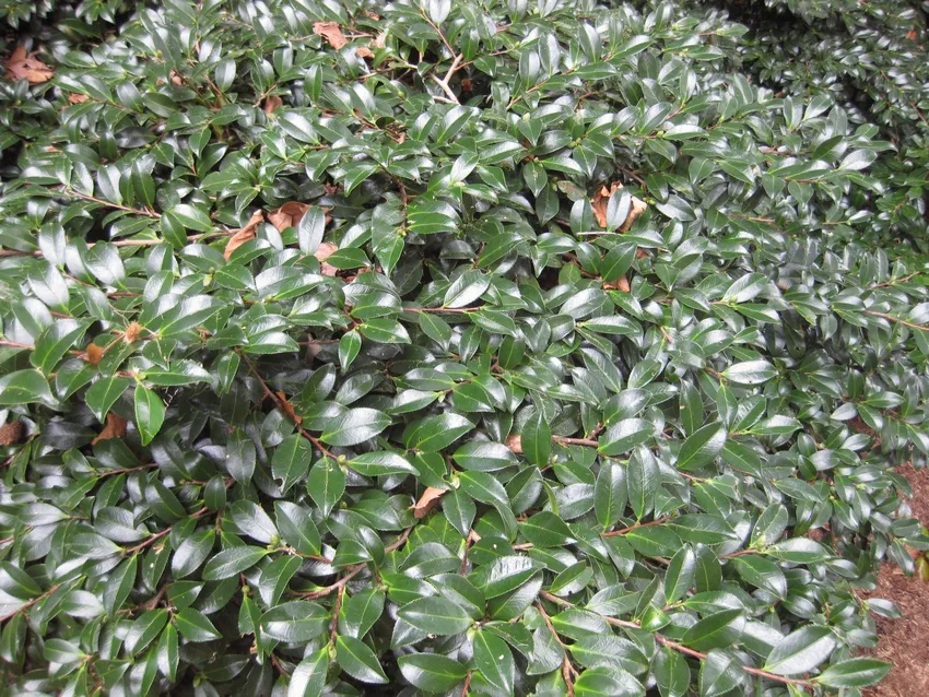 camellia hiemalis plant showing characteristic features