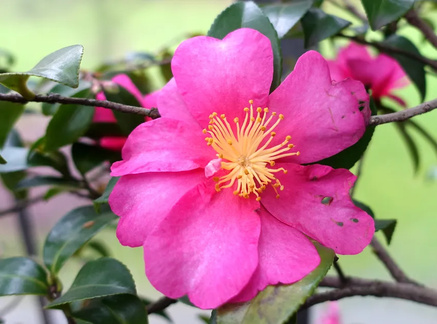 camellia hiemalis plant showing characteristic features