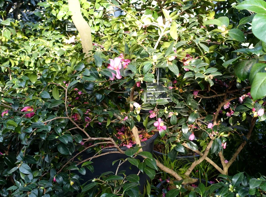 camellia hiemalis plant showing characteristic features