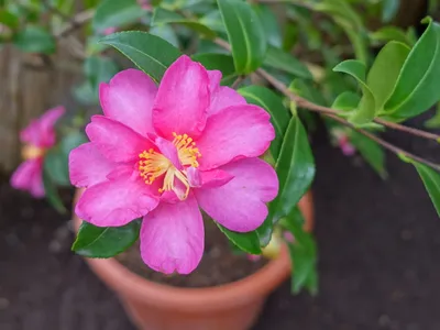thumbnail camellia hiemalis