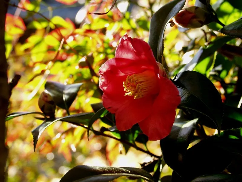 camellia japonica plant showing characteristic features