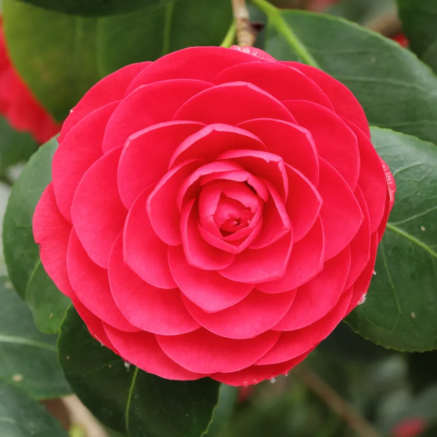 camellia japonica plant showing characteristic features