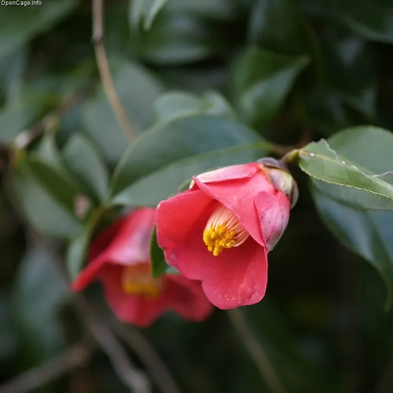 camellia japonica plant showing characteristic features