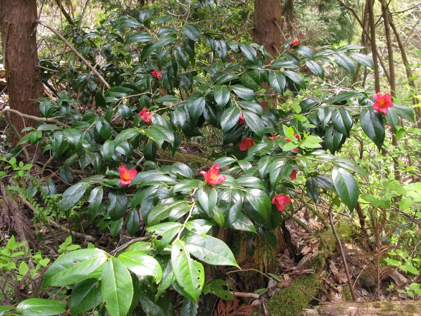 camellia japonica plant showing characteristic features