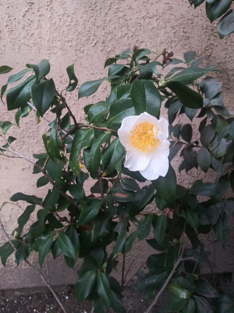 camellia japonica plant showing characteristic features