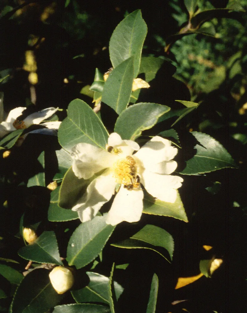 camellia oleifera plant showing characteristic features