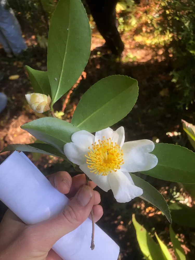 camellia oleifera plant showing characteristic features