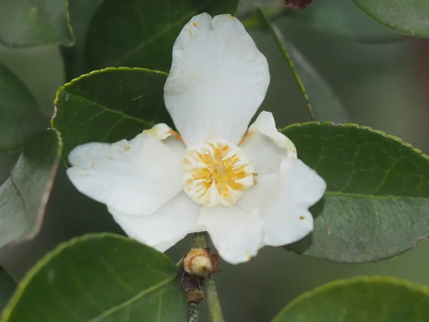 camellia oleifera plant showing characteristic features
