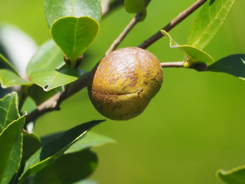 camellia oleifera plant showing characteristic features