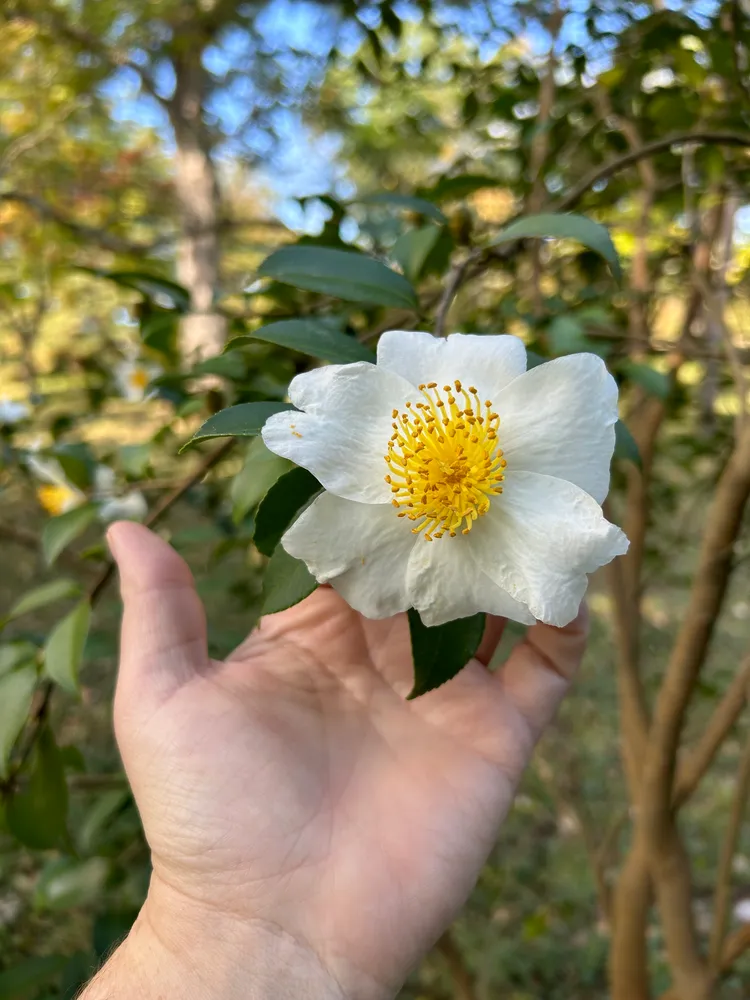 camellia oleifera plant showing characteristic features