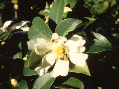 thumbnail camellia oleifera