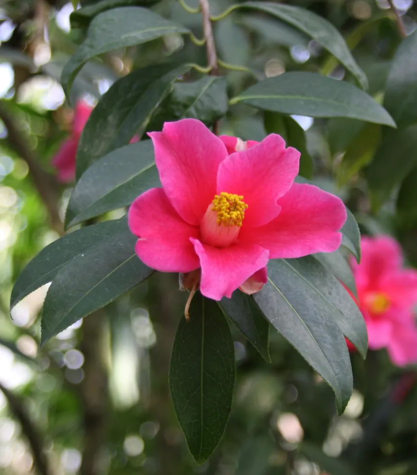 camellia reticulata plant showing characteristic features