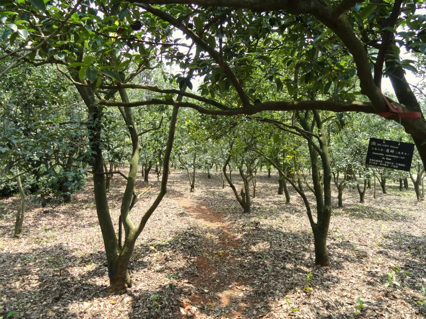 camellia reticulata plant showing characteristic features
