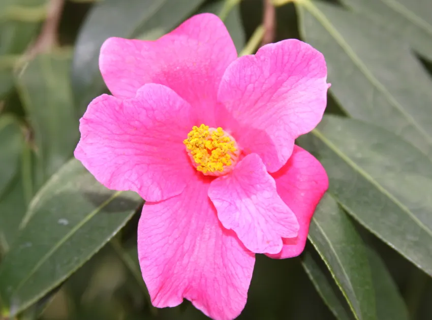 camellia reticulata plant showing characteristic features
