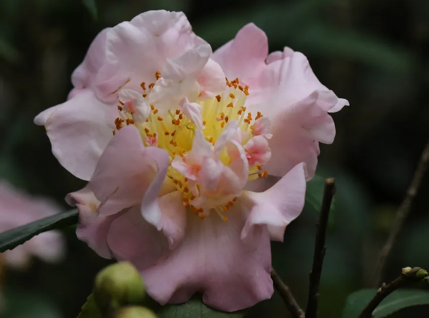 camellia reticulata plant showing characteristic features