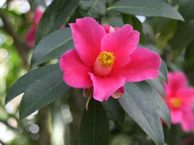 thumbnail camellia reticulata