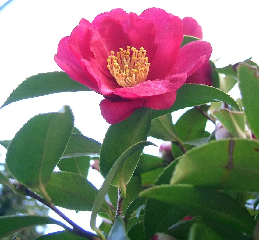 camellia sasanqua plant showing characteristic features