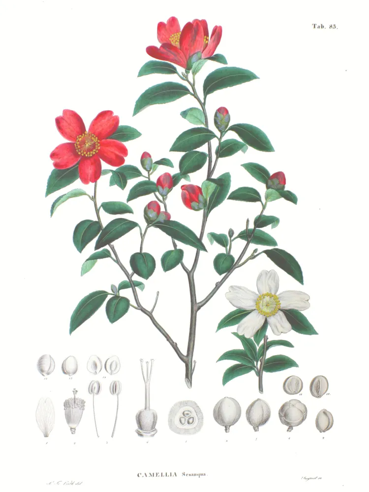 camellia sasanqua plant showing characteristic features