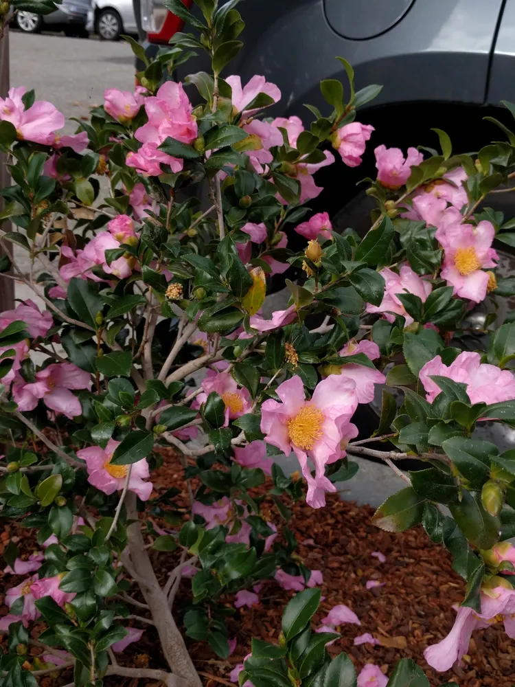 camellia sasanqua plant showing characteristic features