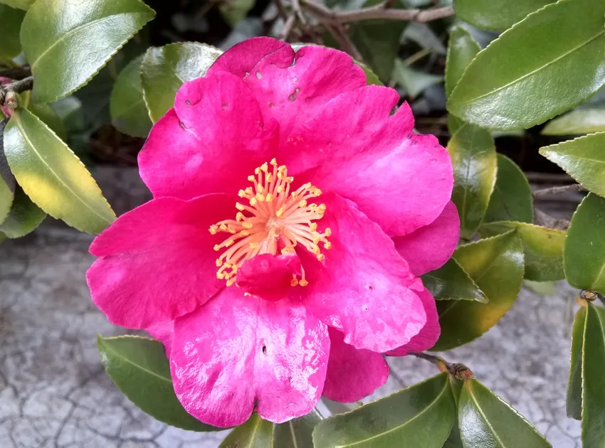 camellia sasanqua plant showing characteristic features